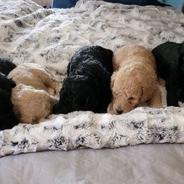 Poodles from Susan's Poodles