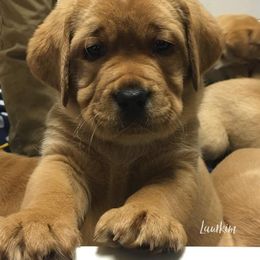 Laurkim Labradors breeder of Labrador Retriever