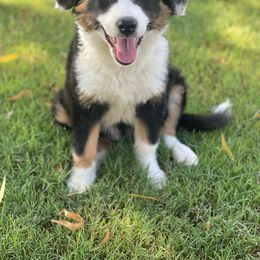 Australian Shepherd, Miniature American Shepherd, and Toy Australian Shepherd Puppies from Ahhmazing Aussies Arizona