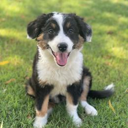 Australian Shepherd, Miniature American Shepherd, and Toy Australian Shepherd Puppies from Ahhmazing Aussies Arizona