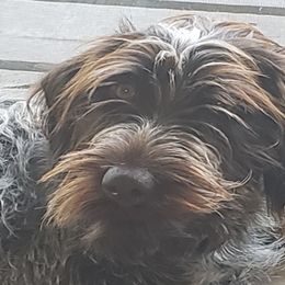 VIPER - Wirehaired Pointing Griffon
