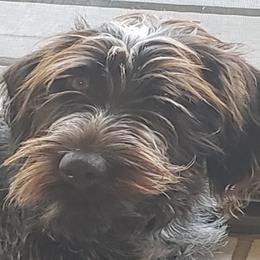 VIPER - Wirehaired Pointing Griffon