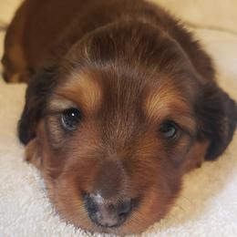 Dachshund Puppies from Mel's LowRider Ranch