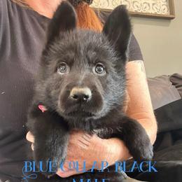 Blue collar - Black male German Shepherd puppy in Canterbury, Connecticut from Nachtwaechter German Shepherds, LLC