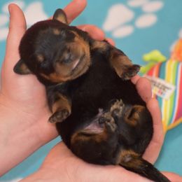 Dexter - Black and mahogany male Rottweiler puppy in Catawissa, Pennsylvania from Sharp Ridge Rottweilers
