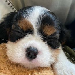 Cavalier King Charles Spaniel Puppies from Peaceful Promise Cavaliers