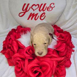 Zack - Cream male Goldendoodle puppy in Georgetown, Tennessee from Georgetown Designer & Purebred Puppies