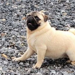 Maple - Pug