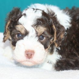 Cocoa - Tri-color male Bernedoodle puppy in Burtchville, Michigan from Sparling's Doodles
