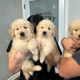 Klondike - Golden male Golden Retriever puppy in Disputanta, Virginia from Silver Myst Acres