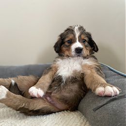 Mr Black - Bernedoodle puppy in Seattle, Washington from Mochi Bernedoodles
