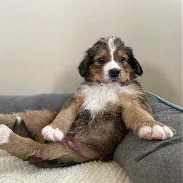 Mr Black - Bernedoodle puppy in Seattle, Washington from Mochi Bernedoodles