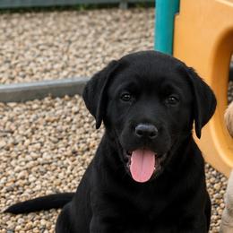 Magic - Black male Labrador Retriever puppy in Baldwin City, Kansas from Hedge Lane Labradors