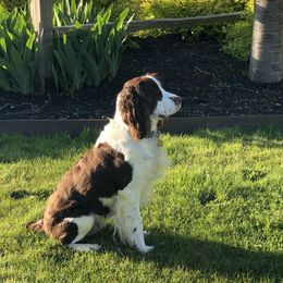 Piper - English Springer Spaniel