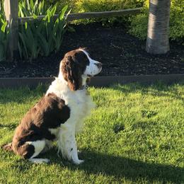Piper - English Springer Spaniel