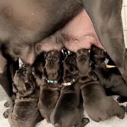 Cane Corso Puppies from Rock Creek Cane Corso