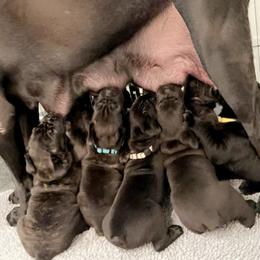 Cane Corso Puppies from Rock Creek Cane Corso