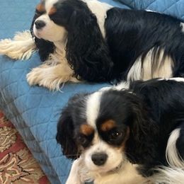 Cavalier King Charles Spaniels from Walnut Creek Cavaliers