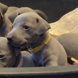 Willow - Blue male Italian Greyhound puppy in Plains, Georgia from Amayz Italian Greyhounds