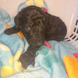 Sherlock - Silver male Poodle puppy in Meadowbrook, California from Standard Poodle Pups