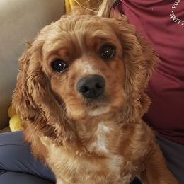 Cocker Spaniels from Elk Grove Cocker Spainels
