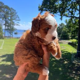 Holly - Red female Bernedoodle puppy in Irmo, South Carolina from Palmetto Bernedoodles Boutique