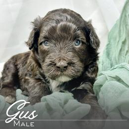 Gus - Brown and white male Portuguese Water Dog puppy in Asheville, North Carolina from Top Notch Portuguese Water Dogs