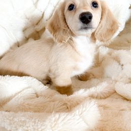 Dachshund Puppies from Chilidog Dachshunds