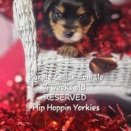 Yorkshire Terrier Puppies from Hip Hoppin Yorkies