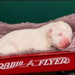 Baby girl - White and black female Dalmatian puppy in Blackfoot, Idaho from Fairytail Dalmatians