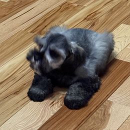 Billy Bob - Salt and pepper male Miniature Schnauzer puppy in Lockney, West Virginia from S&T Kennels