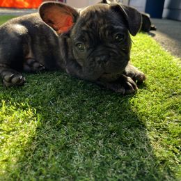 French Bulldog All Grown Up from Frenchie Tempest