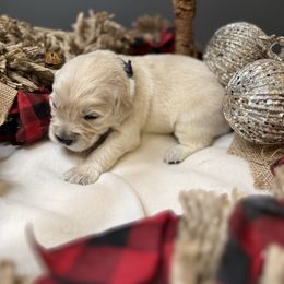 Black Collar - Light golden male Golden Retriever puppy in Stedman, North Carolina from Wise-Taylor Goldens