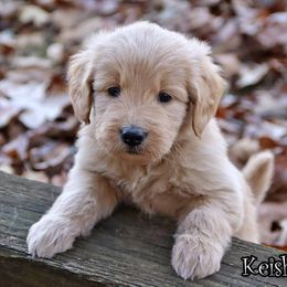 Keisha - Apricot female Goldendoodle puppy in Lebanon, Missouri from Knapp's Paw Prints