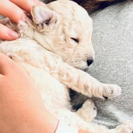 Moto Moto - Cream male Poodle puppy in Flagstaff, Arizona from Fido Dei Poodles