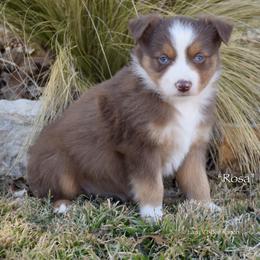 Rosa - Red tri female Miniature Australian Shepherd puppy in Evant, Texas from Lazy VT Bar Ranch