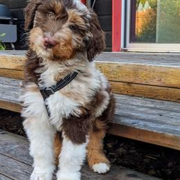"Brown Tri Merle" Aussiedoodle Puppies from Super Z Aussiedoodles