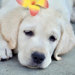 Labrador Retrievers from Fleurdelis Labradors