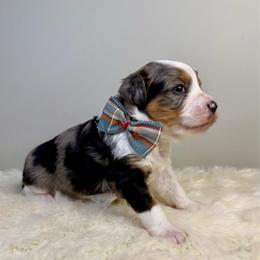 Squash - Blue merle male Aussiedoodle puppy in Adams, Nebraska from Boxcar Doodles and Poodles