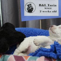 Lagotto Romagnolo Puppies from Royal and Loyal Lagotto Romagnolo