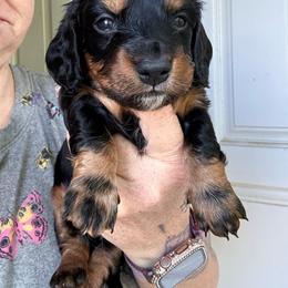 Yellow - Black and tan male Dachshund puppy in South Fulton, Tennessee from Stiles' Heartfyre Dachshunds