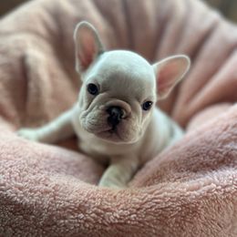 Forrest - Fawn and white male French Bulldog puppy in Montrose, Colorado from San Juan Frenchies