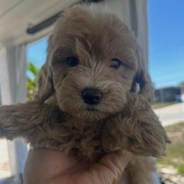 Yellow Boy - Cream male Goldendoodle puppy in Largo, Florida from My Favorite Doodle