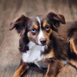 Bell - Toy Australian Shepherd