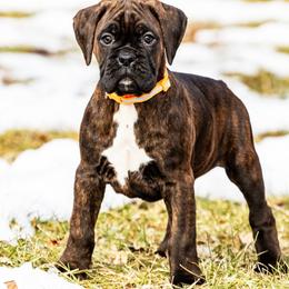 Puppy 2 - Brindle male Boxer puppy in Perry, Michigan from Boxer Boulevard