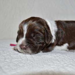 Flamingo - Liver white and roan female English Springer Spaniel puppy in Chapmansboro, Tennessee from Balthrop Bend Farms