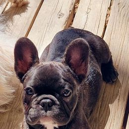 French Bulldogs from Ashley's French Bulldogs