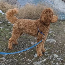 Australian Labradoodle All Grown Up from Shedless in Seattle Labradoodles