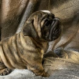Bulldog Puppies from Semper Fi Bulldogs