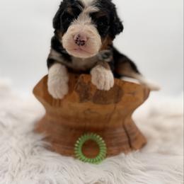 Swamp Head - Tri-color male Bernedoodle puppy in Ocala, Florida from Bernedoodles of Florida